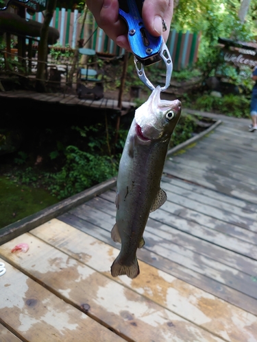 ニジマスの釣果