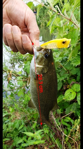 スモールマウスバスの釣果