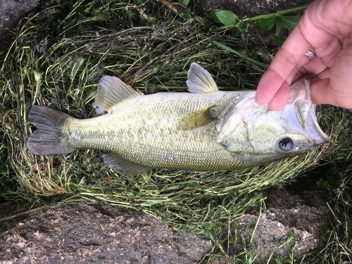 ブラックバスの釣果