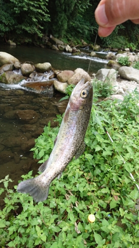 ニジマスの釣果