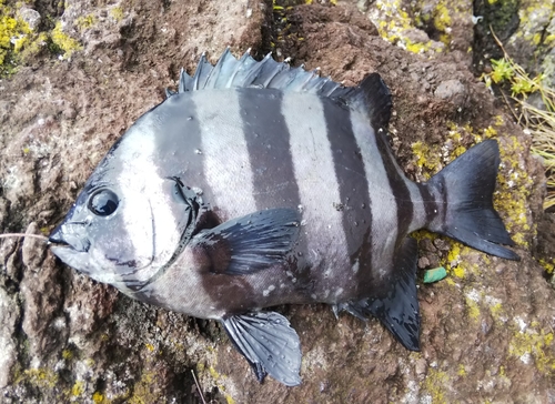 イシダイの釣果