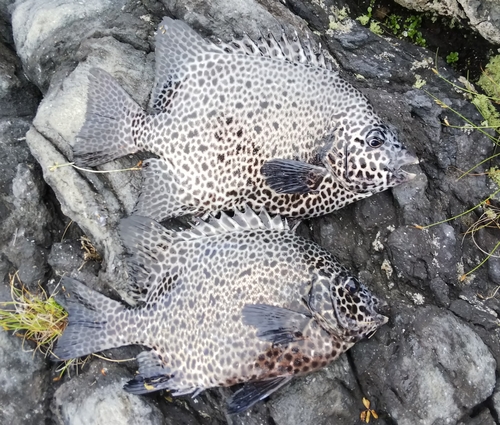 イシガキダイの釣果