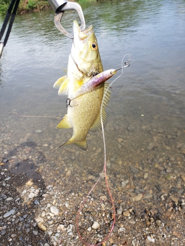 スモールマウスバスの釣果