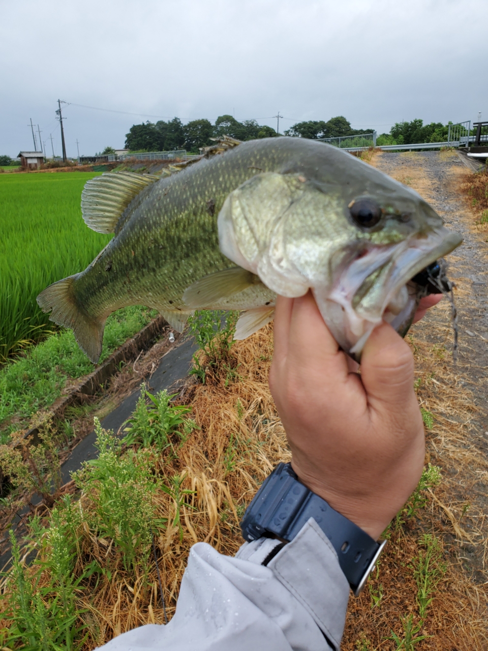 ブラックバス