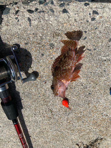 カサゴの釣果