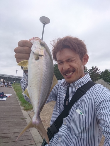 カンパチの釣果