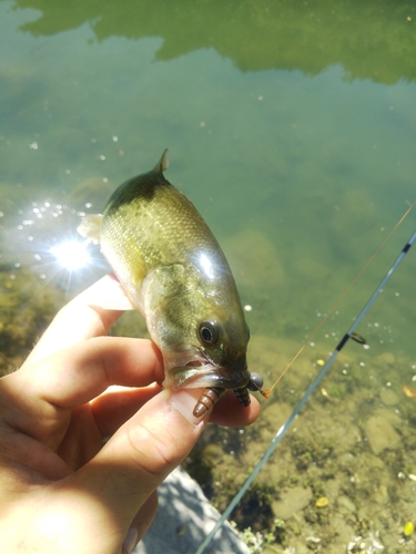 ブラックバスの釣果