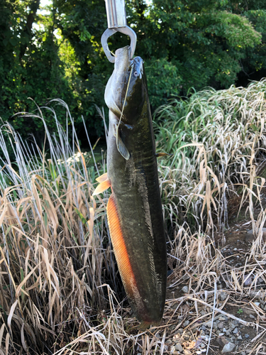 ナマズの釣果