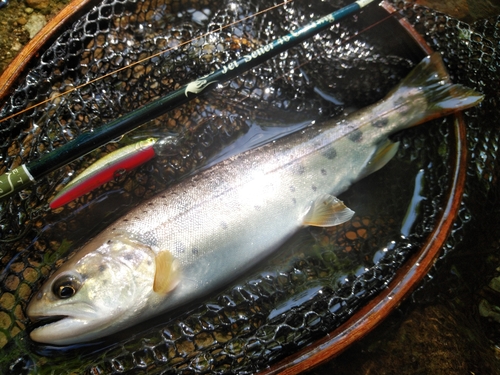 ヤマメの釣果