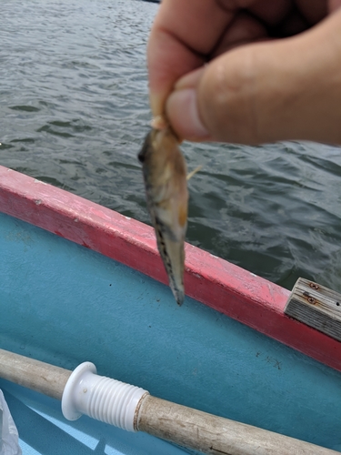 ハゼの釣果