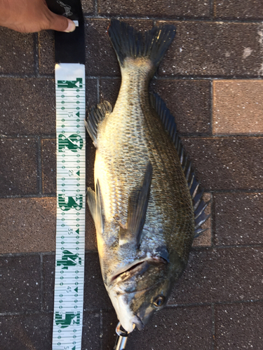 クロダイの釣果