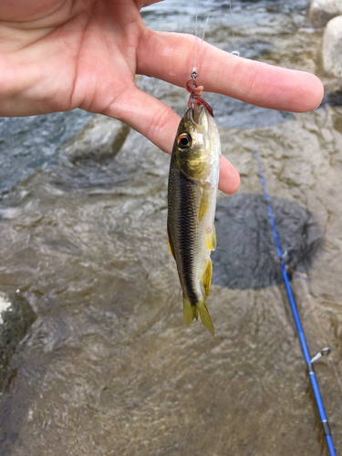 カワムツの釣果