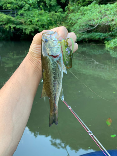 ラージマウスバスの釣果