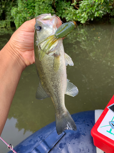 ラージマウスバスの釣果