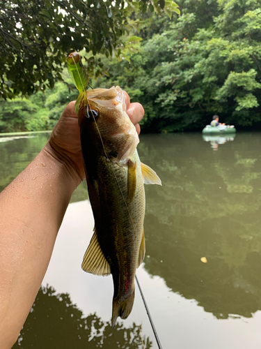 ラージマウスバスの釣果