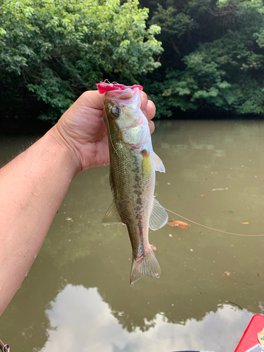 ラージマウスバスの釣果