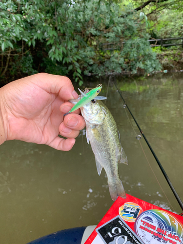 ラージマウスバスの釣果