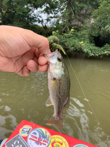 ラージマウスバスの釣果