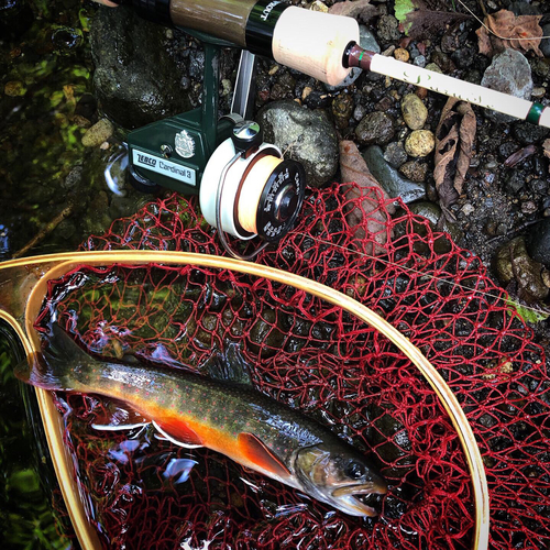 オショロコマの釣果