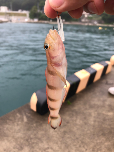 リュウグウハゼの釣果