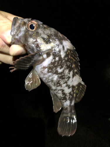 ムラソイの釣果