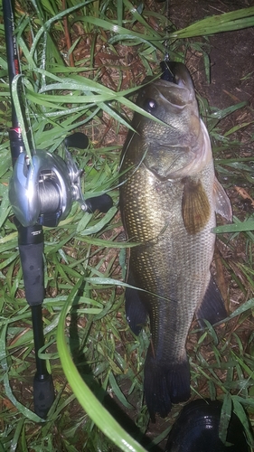 ブラックバスの釣果