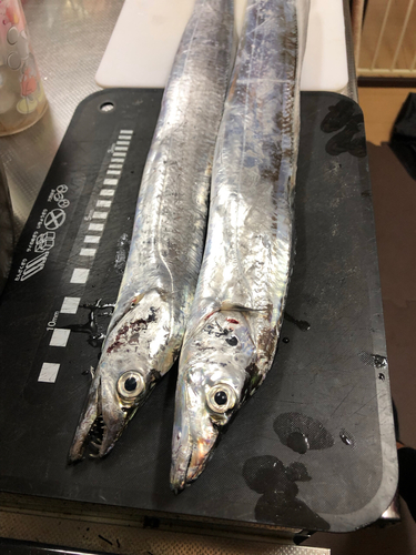 タチウオの釣果