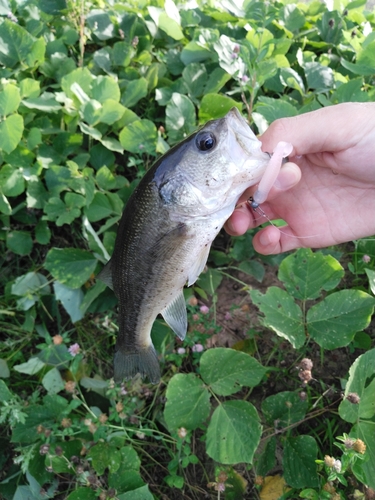 ラージマウスバスの釣果