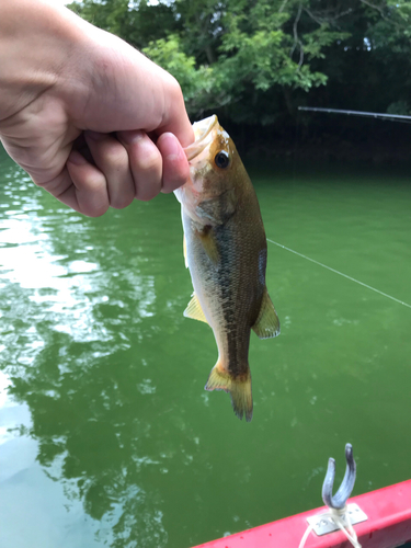 ラージマウスバスの釣果