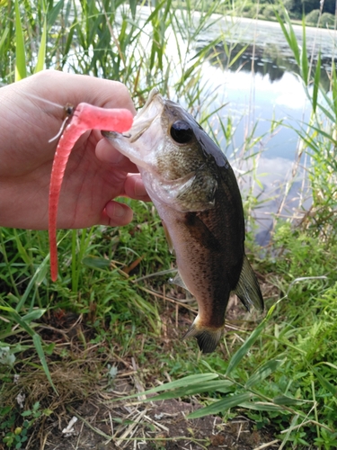 ラージマウスバスの釣果