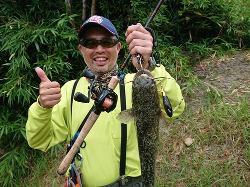 ナマズの釣果