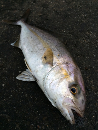 ネリゴの釣果