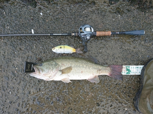 ブラックバスの釣果