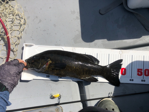 スモールマウスバスの釣果