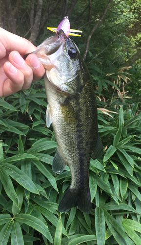 ラージマウスバスの釣果