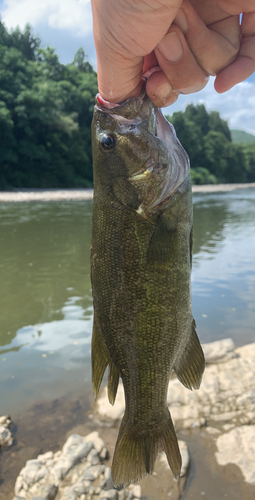 スモールマウスバスの釣果