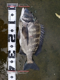 クロダイの釣果