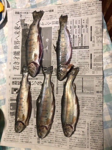 ニジマスの釣果