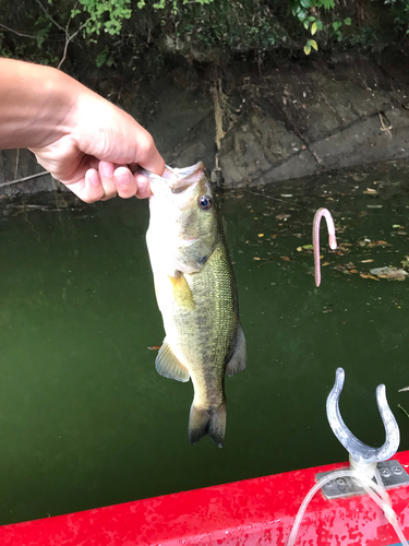 ラージマウスバスの釣果