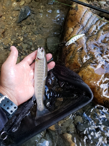 イワナの釣果