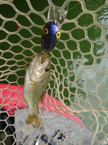 ラージマウスバスの釣果