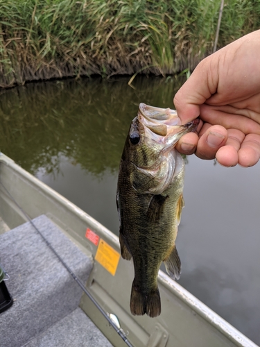 釣果