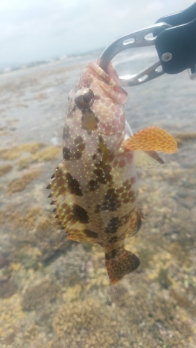 イシガキハタの釣果