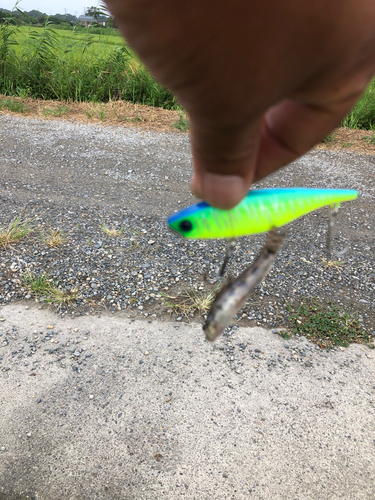 ニゴイの釣果