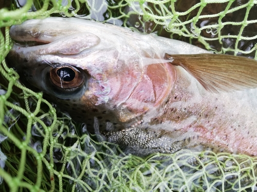 ニジマスの釣果