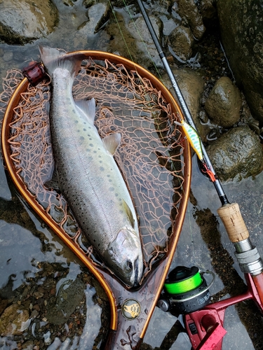 ヤマメの釣果