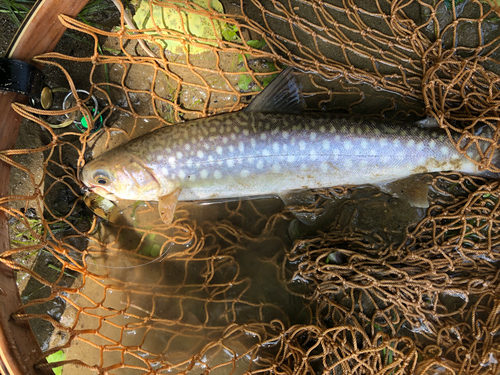 アメマスの釣果