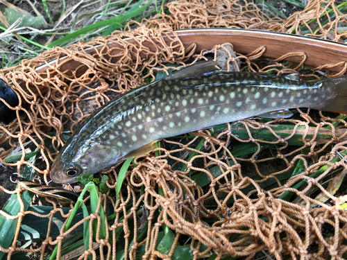 アメマスの釣果