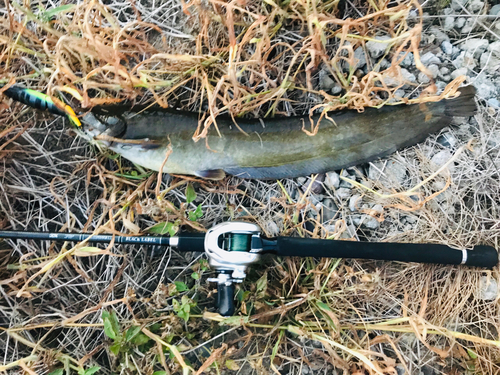 ナマズの釣果