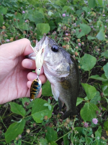 ラージマウスバスの釣果